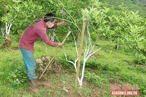 Thành phố chuyển hướng sản xuất sang nông nghiệp sạch, hữu cơ