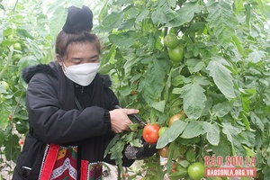 Mai Sơn phát triển nông nghiệp ứng dụng công nghệ cao gắn với du lịch