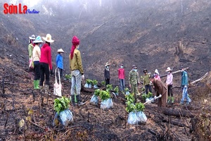 Mô hình trồng cây Quế đa mục tiêu