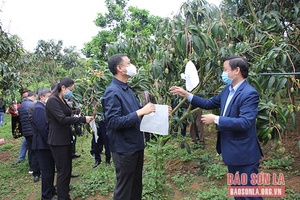 Lễ phát động phong trào bao trái cây phục vụ tiêu thụ và xuất khẩu năm 2022