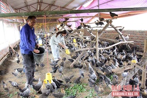 "5 tự", "5 cùng" của nông dân Thuận Châu 