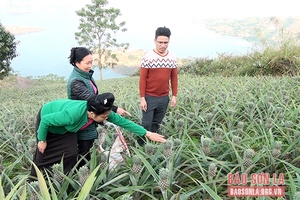 Triển vọng cây dứa Queen ở Quỳnh Nhai