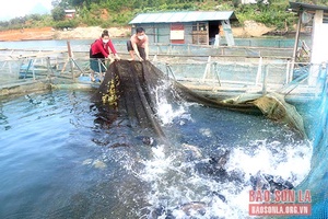 Tạo sinh kế trên lòng hồ thủy điện