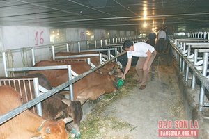 Chăn nuôi theo hướng an toàn sinh học, khép kín