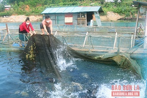 Tạo sinh kế trên lòng hồ thủy điện