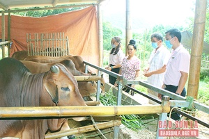 Đẩy mạnh phát triển chăn nuôi đại gia súc
