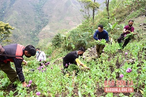 Công an Mường La đấu tranh phòng, chống ma túy