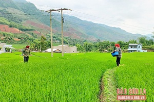 Nông dân Sông Mã tập trung chăm sóc lúa xuân