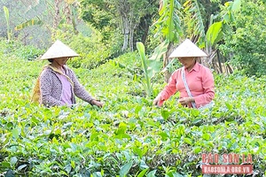 Chuyện tự nguyện xin ra khỏi hộ nghèo ở Phổng Lái