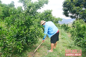 Tuổi trẻ Sốp Cộp xung kích phát triển kinh tế