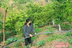 Mường Bú bảo đảm chất lượng cây ăn quả hướng tới thị trường xuất khẩu