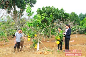 Thuận Châu hướng đến xây dựng vùng chuyên canh nông nghiệp sạch, bền vững