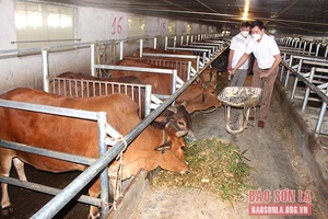 Giải pháp giảm chi phí thức ăn chăn nuôi 