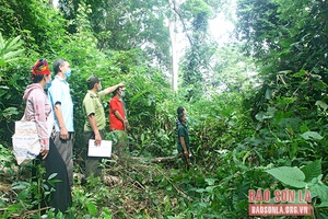 Minh bạch, hiệu quả quản lý và sử dụng tiền dịch vụ môi trường rừng