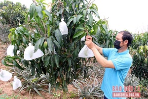 Đa dạng mô hình phát triển kinh tế ở Chiềng Ơn