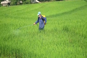 Bắc Yên tập trung chăm sóc lúa xuân