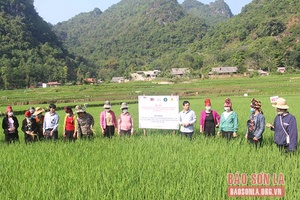 Kiểm tra các hoạt động dự án VM070 tại Thuận Châu