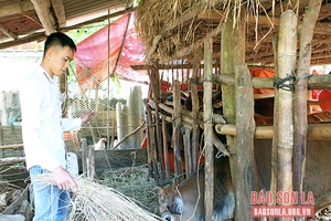 Quỳnh Nhai đào tạo nghề cho lao động nông thôn