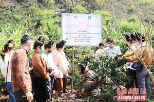 Hiệu quả từ Dự án giảm nhẹ và thích ứng với biến đổi khí hậu 