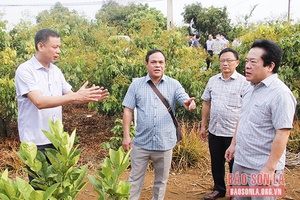 Đoàn công tác tỉnh Quảng Ngãi thăm các mô hình kinh tế