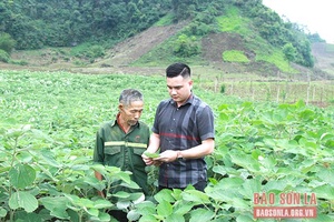 Cây gai xanh trên đồng đất Phù Yên