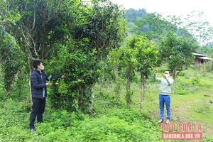 Mường Do phát triển vùng chè gắn với bảo tồn chè cổ thụ