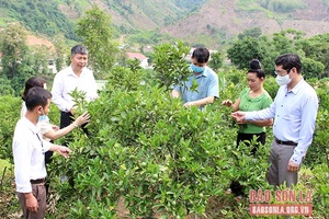 Khảo sát xây dựng mô hình “Dân vận khéo” ở Quỳnh Nhai