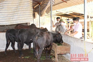 Phát triển đàn bò theo hướng thương phẩm