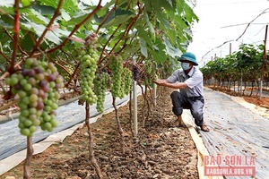 Nông sản Sông Mã sẵn sàng cho Festival trái cây