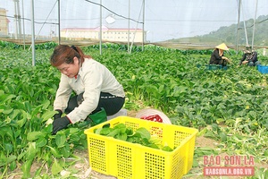 Vân Hồ phát triển vùng trồng rau an toàn