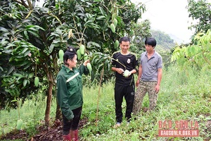 Mở rộng liên kết, phát triển sản xuất bền vững