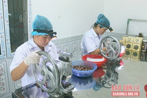 Nâng cao giá trị sản phẩm quả mắc ca