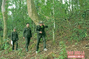 Bắc Yên tăng cường bảo vệ rừng