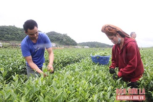Cây chè trên đất Phiêng Cằm