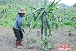 Thuận Châu tập trung phát triển nông nghiệp hữu cơ