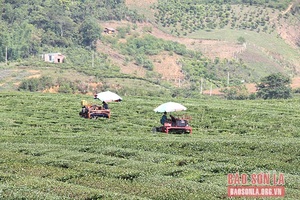 Vân Hồ đẩy mạnh phát triển nông nghiệp ứng dụng công nghệ cao