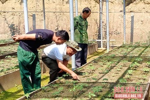 Trồng cây dược liệu theo hướng bền vững