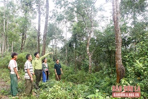 Kỷ niệm 48 năm Ngày thành lập lực lượng Kiểm lâm Sơn La (21/5/1974 - 21/5/2022): Phát huy vai trò lực lượng nòng cốt quản lý, bảo vệ rừng