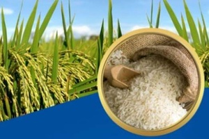 Phát triển lúa gạo theo hướng hiệu quả, bền vững