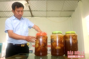 Mô hình nuôi ong rừng lấy mật