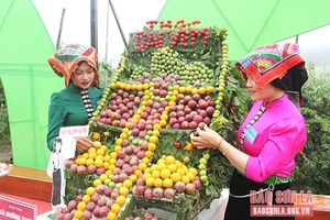 Sôi động ngày hội hái mận trên cao nguyên