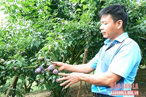 Rải vụ thu hoạch, nâng cao giá trị mận hậu