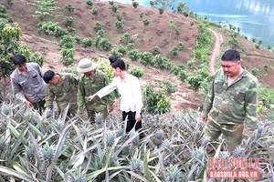 Quỳnh Nhai mở rộng vùng trồng dứa nguyên liệu