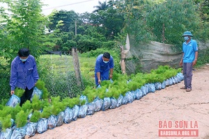 Đảm bảo chất lượng cây giống phục vụ trồng rừng