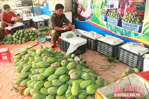 Mùa xoài ở Yên Châu