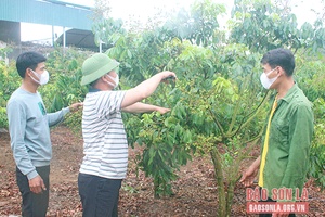 Làm giàu từ trồng cây ăn quả