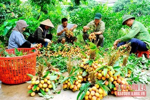 Quả vải thiều Hải Dương vươn xa