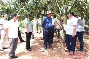 Bộ trưởng Bộ Nông nghiệp và PTNT thăm mô hình trồng xoài tại Yên Châu