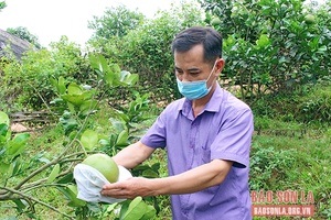 Nông dân Quỳnh Nhai bứt phá thoát nghèo