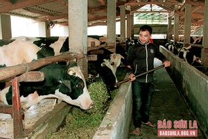 Song Khủa phát triển chăn nuôi đại gia súc